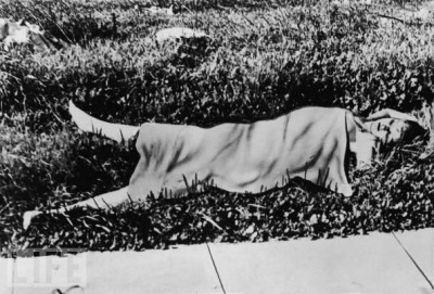 Το πτώμα της Ελίζαμπεθ Σορτ, καλυμμένο με μία κουβέρτα.