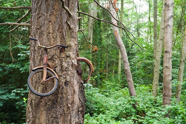 Το δέντρο καταπίνει ένα ποδήλατο στο νησί Βάσον στην Ουάσινγκτον των Η.Π.Α.
