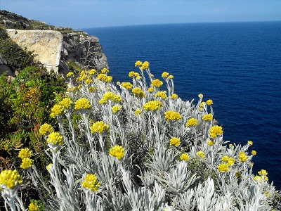 Η σεμπρεβίβα των Κυθήρων με σχετικά μεγάλα άνθη και έντονο χρυσοκίτρινο χρώμα φυτρώνει σε απόκρημνα μέρη στα νοτιοδυτικά του νησιού και στη Χύτρα.