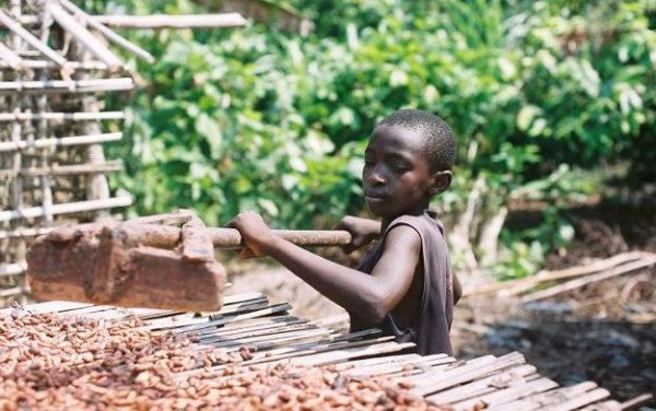 Young boy rakes cocoa beans on a drying rack.