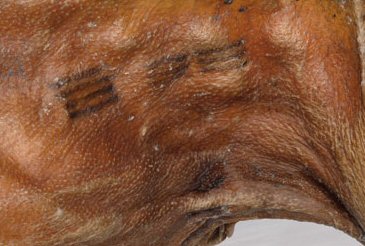 Τα τατουάζ του "Otzi" βρέθηκαν πίσω απ' τα γόνατα και στη βάση της σπονδυλικής στήλης. Πιστεύεται ότι χρησιμοποιήθηκαν ως θεραπεία για την αρθρίτιδα