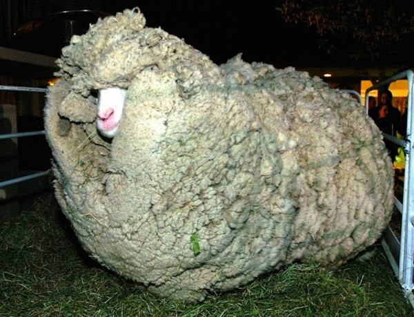 shrek-the-sheep-36