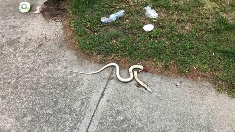 Αποτέλεσμα εικόνας για φίδια στη Λάρισα