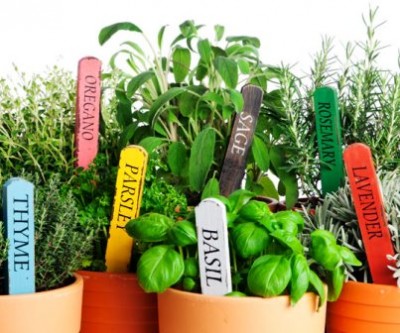 herbs--z
