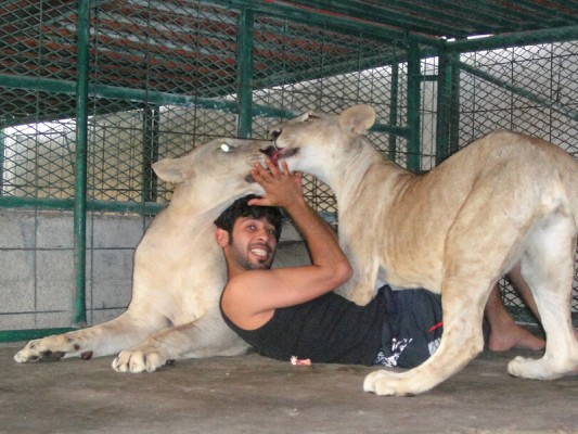 lions