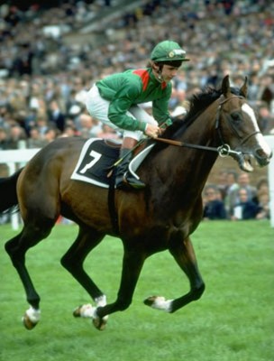 _65729396_shergar_getty304