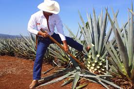 Agave tequilana 2