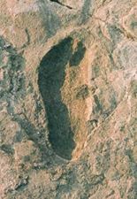 Australopithikos Afar -1
