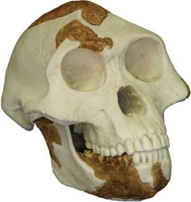 Australopithikos Afar -3
