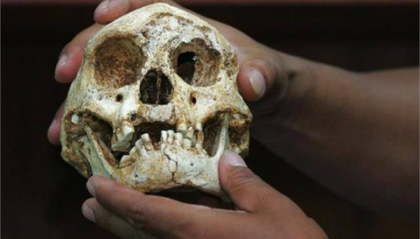  Κρανίο «Χόμπιτ» ή αλλιώς «Ανθρώπου του Φλόρες» που βρέθηκε στην Τζακάρτα της Ινδονησίας το 2004 και δείχνει πόσο μικρότερο ήταν το μέγεθος του σε σχέση με αυτό του κρανίου του Homo sapiens.