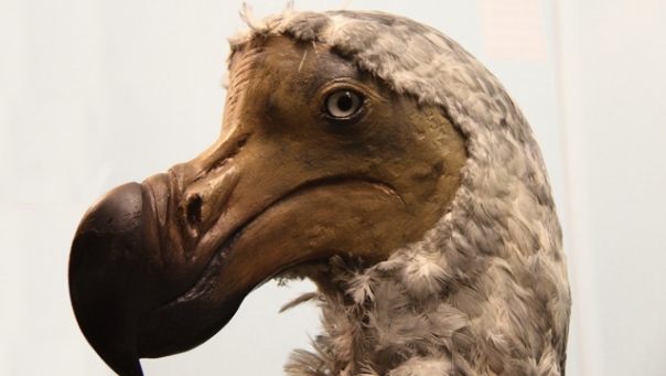dodo-bird-head