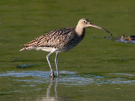 Tourlida-Curlew_(Numenius_arquata)