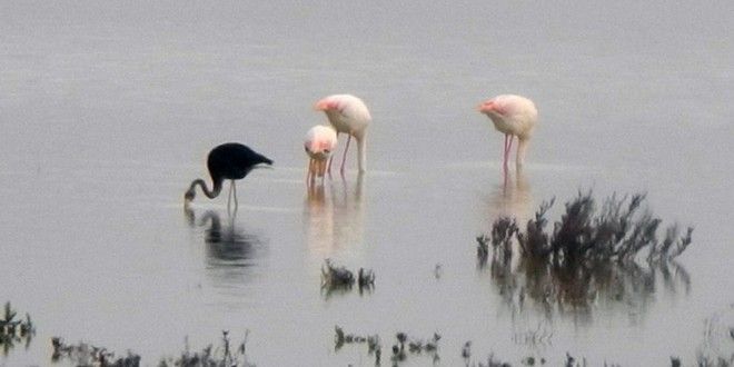 black-flamingo-in-cyprus 2