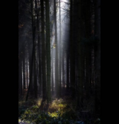Forest-of-Gondor-BLACK-FOREST-
