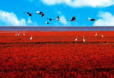 Red-Beach-Panjin-China-Birds