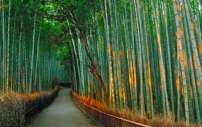 bambooforest12