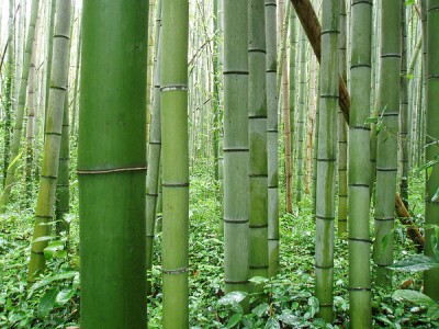 bambooforest13