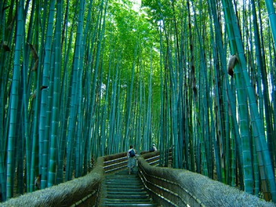bambooforest14