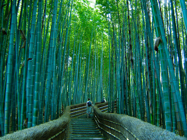 Αποτέλεσμα εικόνας για “Δάσος των Μπαμπού” στο Σαγκάο της Ιαπωνίας