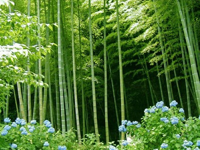 bambooforest2