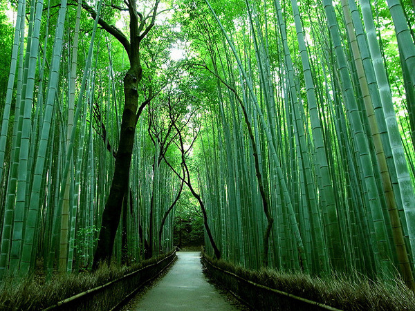 Αποτέλεσμα εικόνας για “Δάσος των Μπαμπού” στο Σαγκάο της Ιαπωνίας