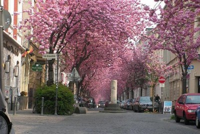 cherry_blossom_bohn_3