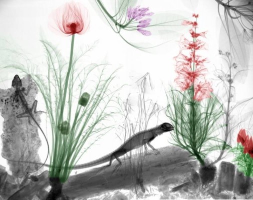 flower _ x-rays 5