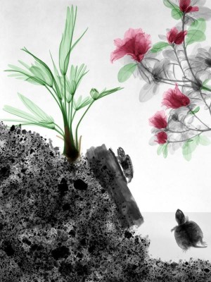 flower _ x-rays 6