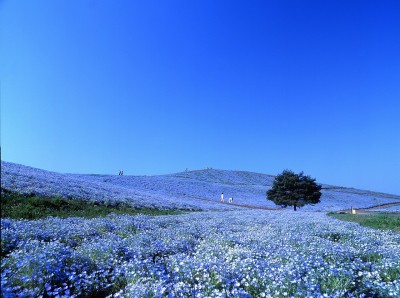 hitachi-seaside-park-nemophila