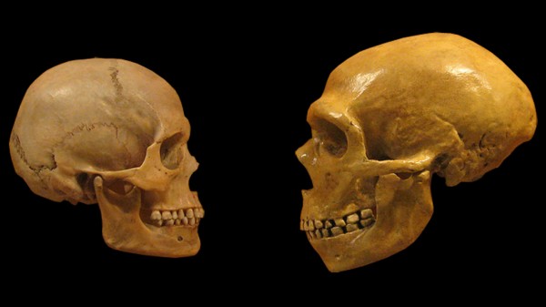 Αριστερά, κρανίο του homo sapiens. Δεξιά, κρανίο των νεάτερνταλ.