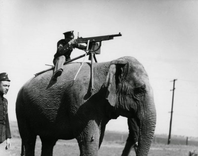 Elephant-mounted machine-gun, 1914
