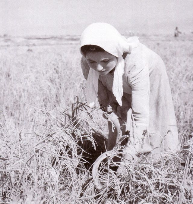 Δημήτρης Χαρισιάδης: Γυναίκα που θερίζει με δρεπάνι. Ορυζώνες Σερρών-Στρυμώνα. 1950