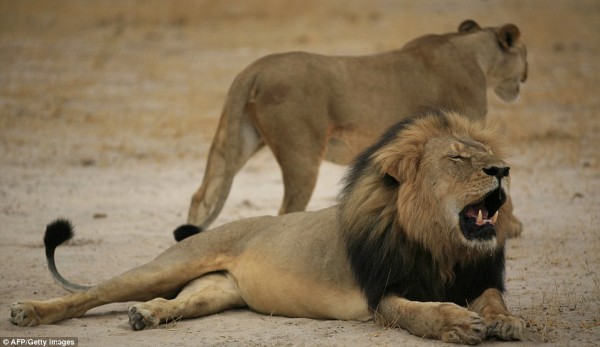 Cecil the Lion 2