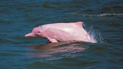 pink-dolphin