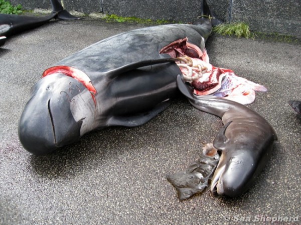 Οι οργανώσεις για τα δικαιώματα των ζώων ζητούν να τερματιστεί η πρακτική της σφαγής των φαλαινών, υποστηρίζοντας πως είναι απάνθρωπη, βάρβαρη και περιττή