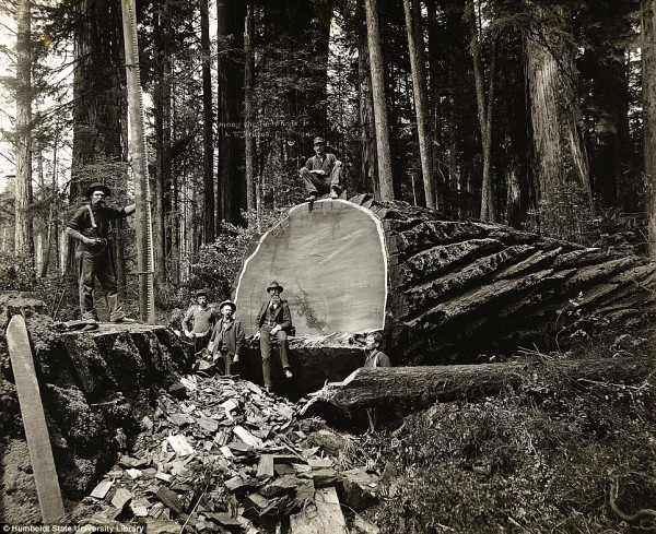 Οι φωτογραφίες του 1915 αποκαλύπτουν το έργο των υλοτόμων στην πυκνή βλάστηση της Καλιφόρνιας