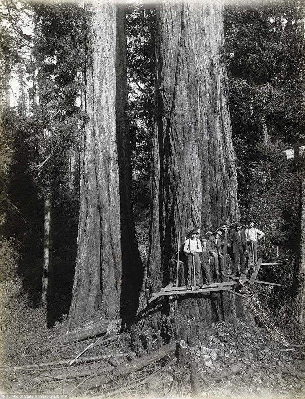 Η πολιτεία Humboldt , έχει 1,5 εκατομμύριο στρέμματα σε δημόσιες και ιδιωτικές εκτάσεις μαζί με το Εθνικό Πάρκο Redwood