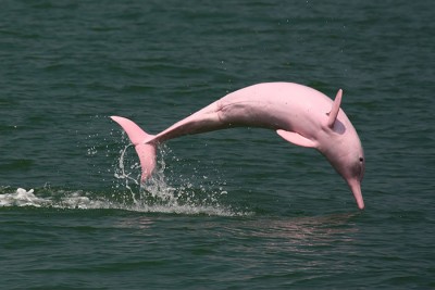 ροζ-δελφινι-1
