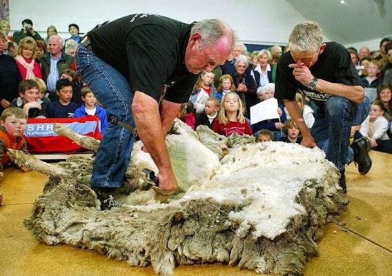 shrek-the-sheep-103