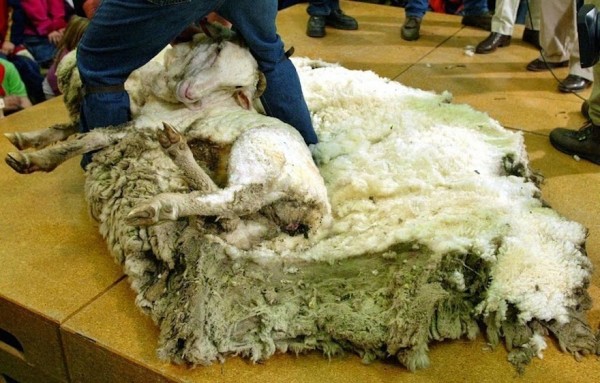 shrek-the-sheep-42