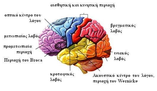 Η περιοχή Broca του εγκεφάλου
