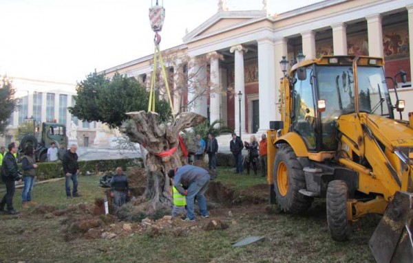 Τα δέντρα που είναι δωρεά της ΕΡΓΟΣΕ, προέρχονται από την ευρύτερη περιοχή του Αιγίου και χρονολογούνται μεταξύ 700 και 1500 ετών.