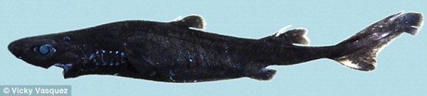 ninja_lanternshark_2