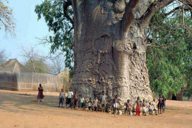 To μεγαλύτερο Μπαομπάμπ, ύψους 47 μέτρων, διάμετρο περίπου 15,9 μέτρα και ηλικίας 2000 χρόνων