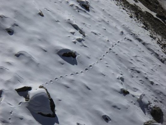 Ο Yeti θεωρείται ένα μυθικό πλάσμα που κυκλοφορεί στη φαντασία των ανθρώπων και σε μύθους.Η εφημερίδα Daily Mail, δημοσίευσε μία φωτογραφία με αποτυπώματα που ο φωτογράφος υποστηρίζει ότι ανήκουν στοn Yeti.