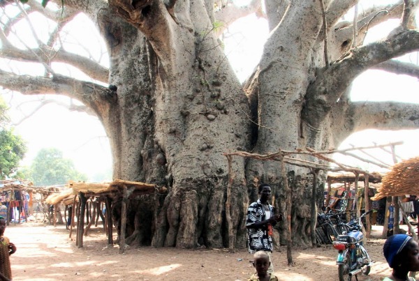 Το δέντρο που τρώει κορίτσια στη Ζιμπάμπουε. Σύμφωνα με τον αφρικανικό θρύλο, το δέντρο είχε ερωτευτεί τεσσερις κοπέλες που ζούσαν στη σκιά του. Όταν θέλησαν να παντρευτούν ζήλεψε και της φυλάκισε για πάντα μέσα του. 