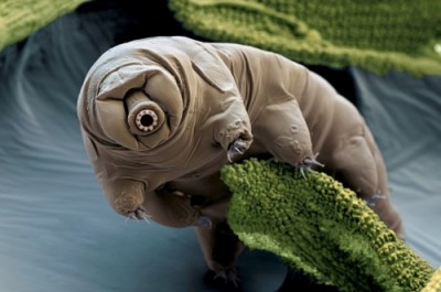 tardigrade