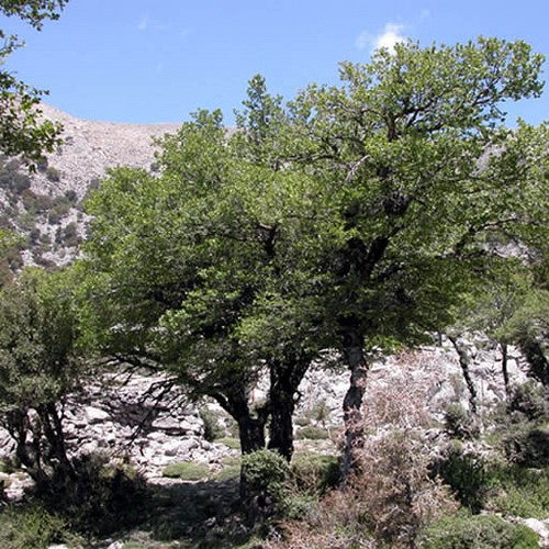 Σήμερα, τη συναντάμε κυρίως πάνω από 1000 μέτρα υψόμετρο, στην περιοχή των Λευκών ορέων (δύο συστάδες και μερικές απομονωμένες στο οροπέδιο Ομαλού μέχρι καταφύγιο Καλλέργη), και λίγα δένδρα στη Δίκτυ στο Λασίθι και στον Ψηλορείτη.