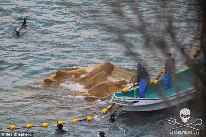 Η σφαγή ξεκινάει το πρωί και μπορεί να κρατήσει μέχρι και αργά το βράδυ.