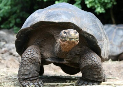 galapagos-gaint-tortoise